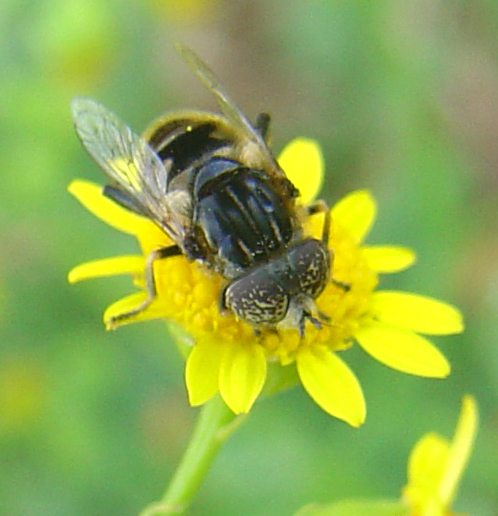 Dittero syirphidae: Eristalinus sepulchralis